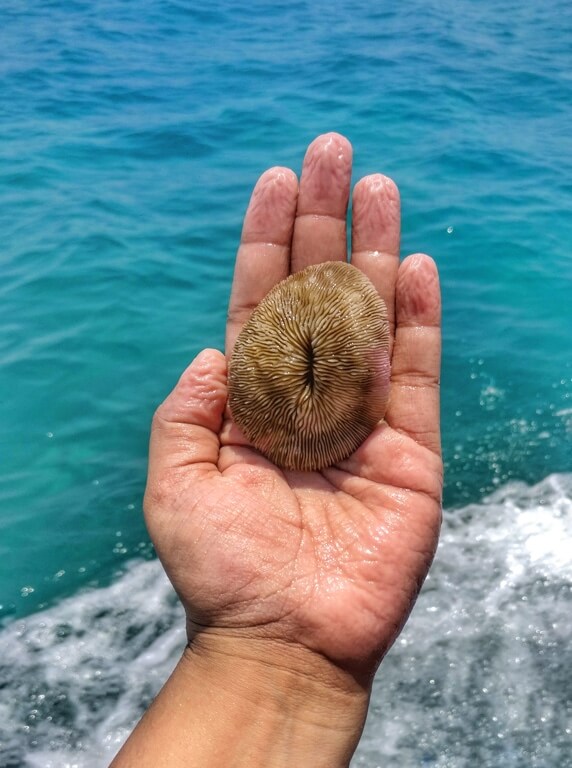 Chance upon a puckered up coral on the shore. Send it back into the sea but click an Insta-worthy picture first of course!