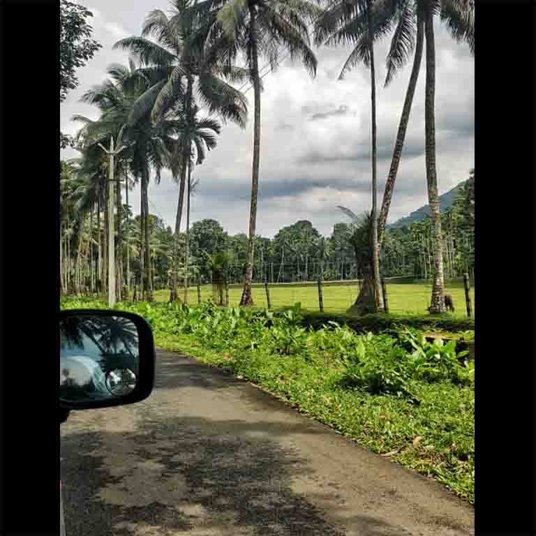 Duck your head out of the window to feel the breeze in your hair. Take a quick snap of the waving palm trees overhead to send it to your pal who loves greenery