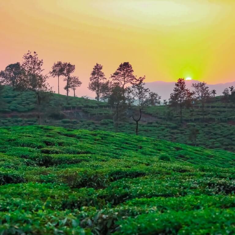 Golden hour at Chembra peak calms the senses. Share this with a friend you’d want to have this experience with.