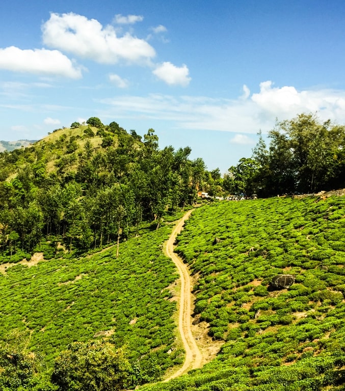 Light green, dark green and everything in between. Share it with a colleague who looks like he needs a break.