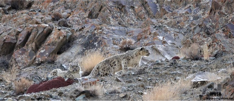 Two snow leopards cuddling up against the cold. Take a sneaky pic and send it to your potential flame.