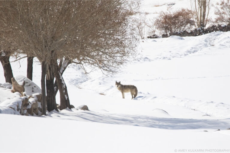 Sometimes even wolves stray from the pack. Share this with the solo traveller in your wolfpack.