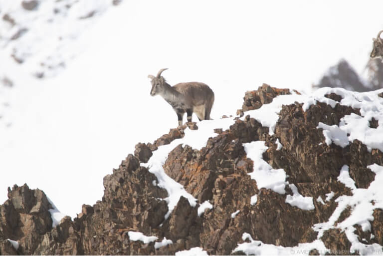 Spy on a Bharal deftly climbing down rocks, before it spots you. Send this to a super dexterous friend & have a good laugh.