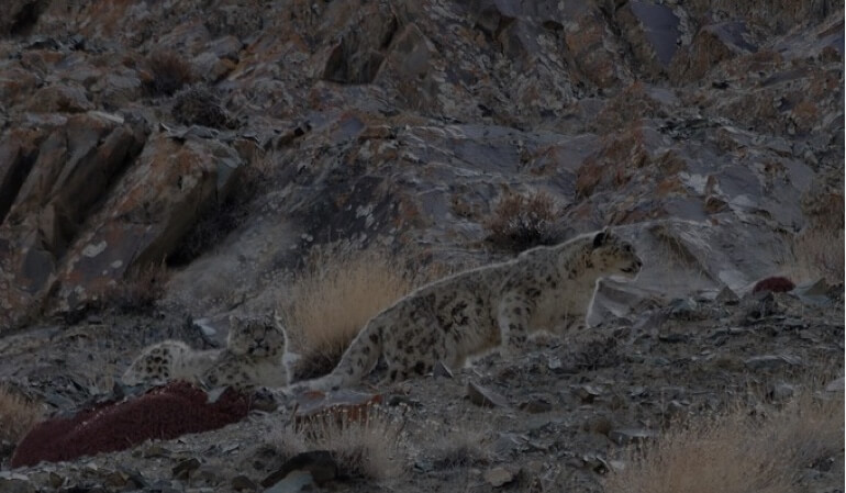 Image of Hemis National Park