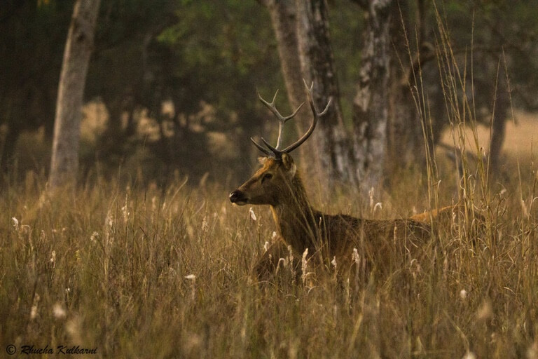 Capture majestic wild creatures in their natural habitat. Show this to a photographer friend who would love this shot.