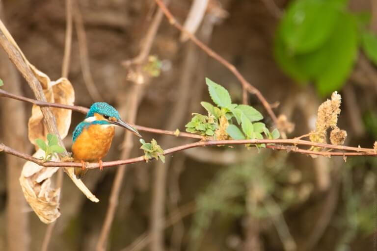 A curious kingfisher sits pretty on a branch. What do you think is on its mind?