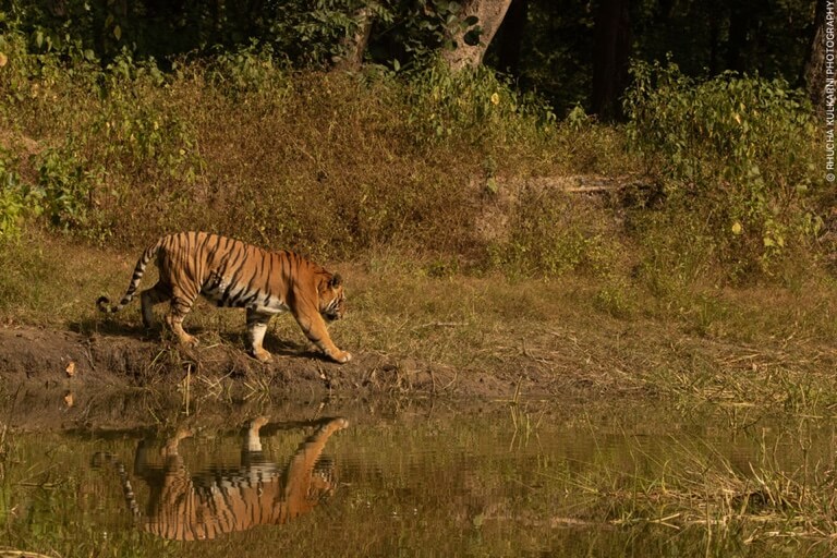 Hydration is important and the king of the forest knows it. Share this with a buddy who needs regular reminders to drink water!