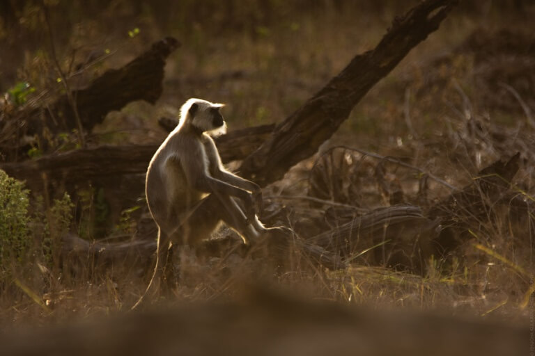 Mr. Langoor taking a break from his busy schedule. Send this to your office break buddy.