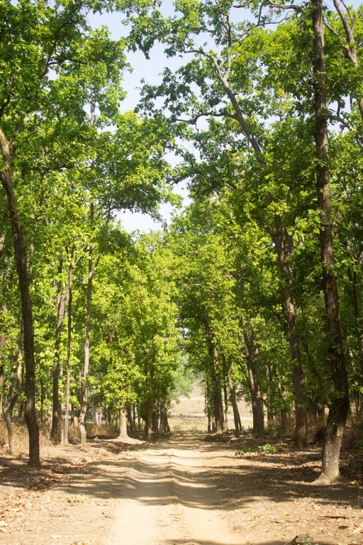Take a walk to remember under thick canopies of the forest. Who comes to your mind when you see this beautiful spot?