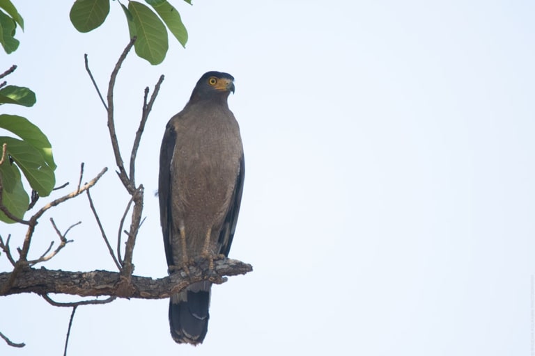 Only a keen eye can spot rare birds in the park. Send this to someone who has an eye for details.