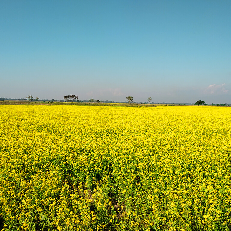 Find the love of your life in these gorgeous mustard fields. Show this to Movie Buffs in your life.