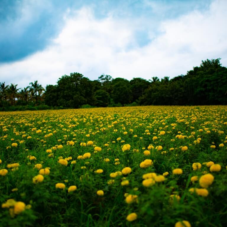 Fields of Marigold, as far as the eye can see! Share this with that friend who’d want to run around free here!