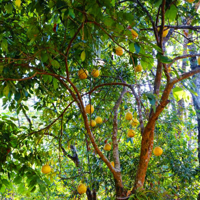 Sweet as well as sour, something to devour. Share this with a health freak who just cannot get enough of fruits!