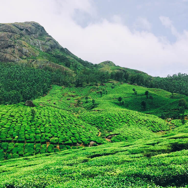 Shades of green as far as the eye can see. Send this to your road trip buddies who’d love this view. 