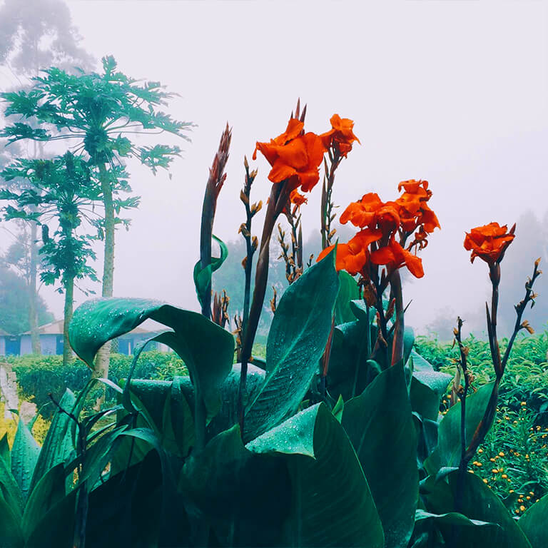 Let the dancing dew drops on flowers make your morning perfect! Share this with nature lovers in your group.