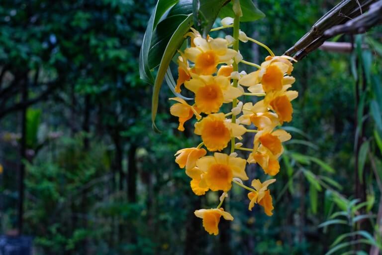 Stroll through lush forests to chance upon lovely wildflowers. Share this bouquet with the special one in your life.