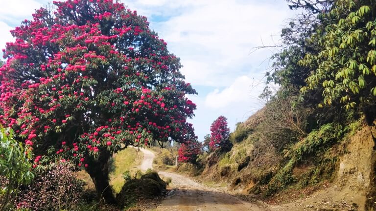 The blushing flowers of rhododendron trees welcome you. Don’t forget to share this with a friend blushes easily.