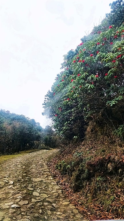 Belt out a tune while strolling around on green meadows. Tag a friend with whom you’d want to walk down this road.