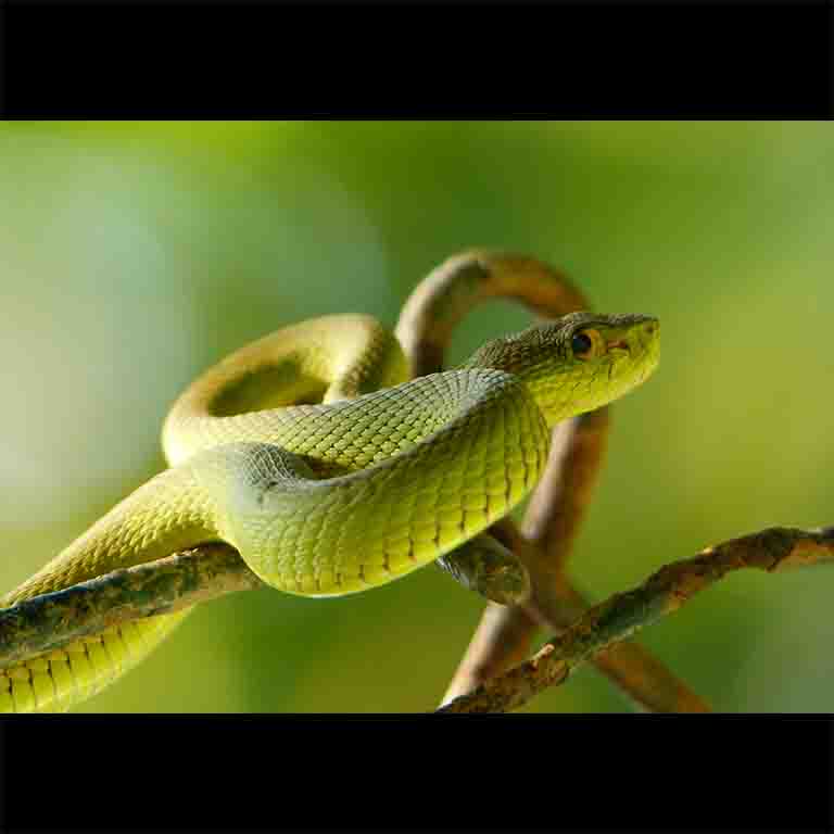 Get up, close and personal with the wild like never before. Show this to a daredevil who would do anything for the likes!