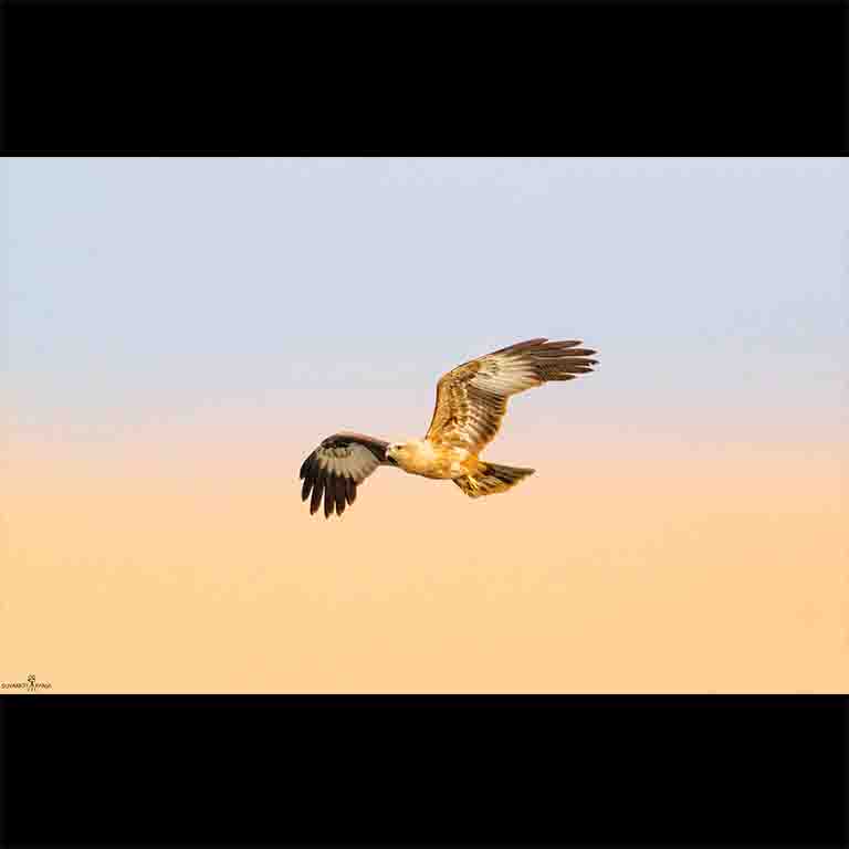 Don’t you wish you were a bird and could fly to lands far-far away? Share this with your free spirited friends.