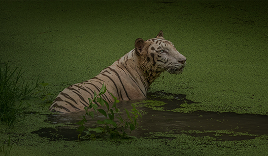 Image of Sunderbans