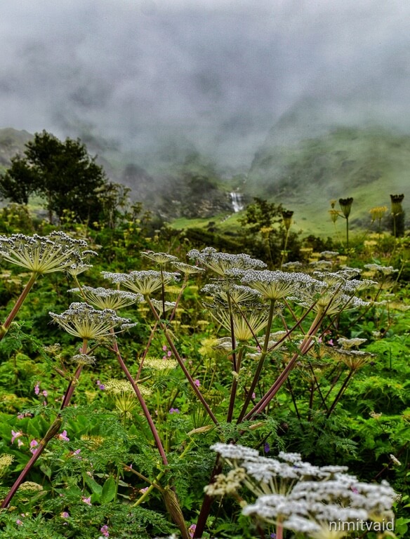 The valley of flowers holds many treasures like this beauty. Share this with the one who you treasure the most.