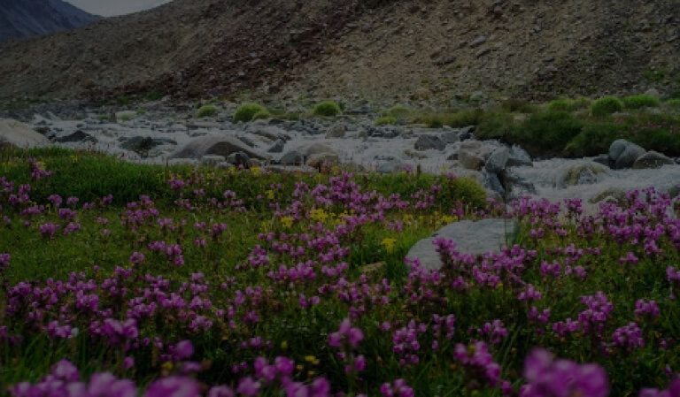 Image of Valley of Flowers
