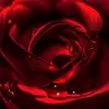 Profile photo of Sumedha Ray