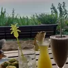 Profile photo of travelbug