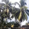 Profile photo of Himadri Sarma
