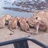 Profile photo of Walking Safari