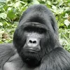 Profile photo of Gorilla Trekking