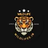 Profile photo of Wild Life Safari