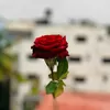 Profile photo of safa jaffar