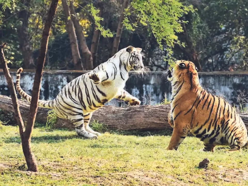 Photo of Mahendra Chaudhary Zoological Park, Chhat Bir Zoo, Zirakpur, Chhat by Ranjit Sekhon Vlogs