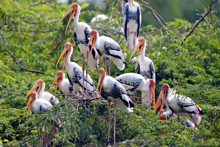Photo of Bharatpur Bird Sanctuary, Bharatpur by Pragati Soni