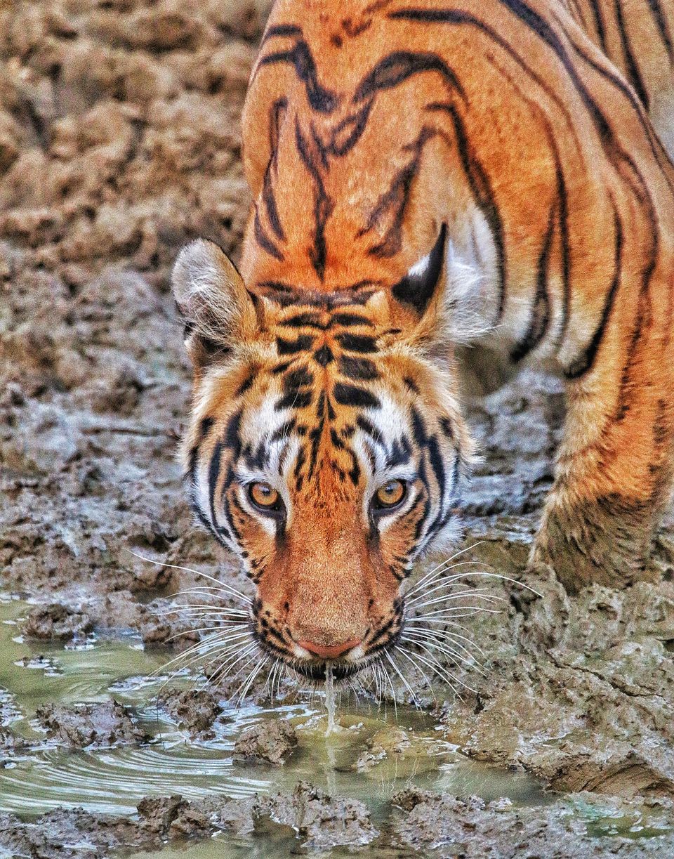 Photo of 4 Night 5 Day itinerary - Pench & Tadoba National park. by TheCrazyIndianNomad