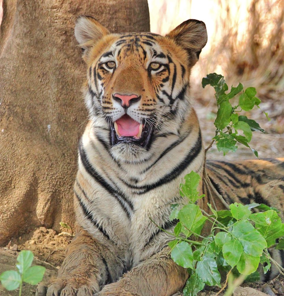 Photo of 4 Night 5 Day itinerary - Pench & Tadoba National park. by TheCrazyIndianNomad