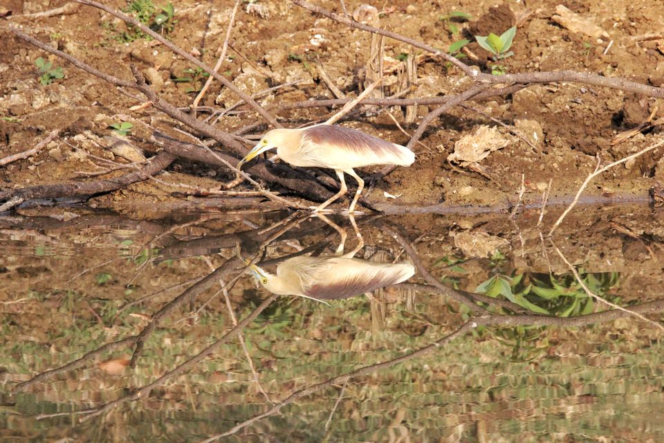 Photo of 4 Night 5 Day itinerary - Pench & Tadoba National park. by TheCrazyIndianNomad