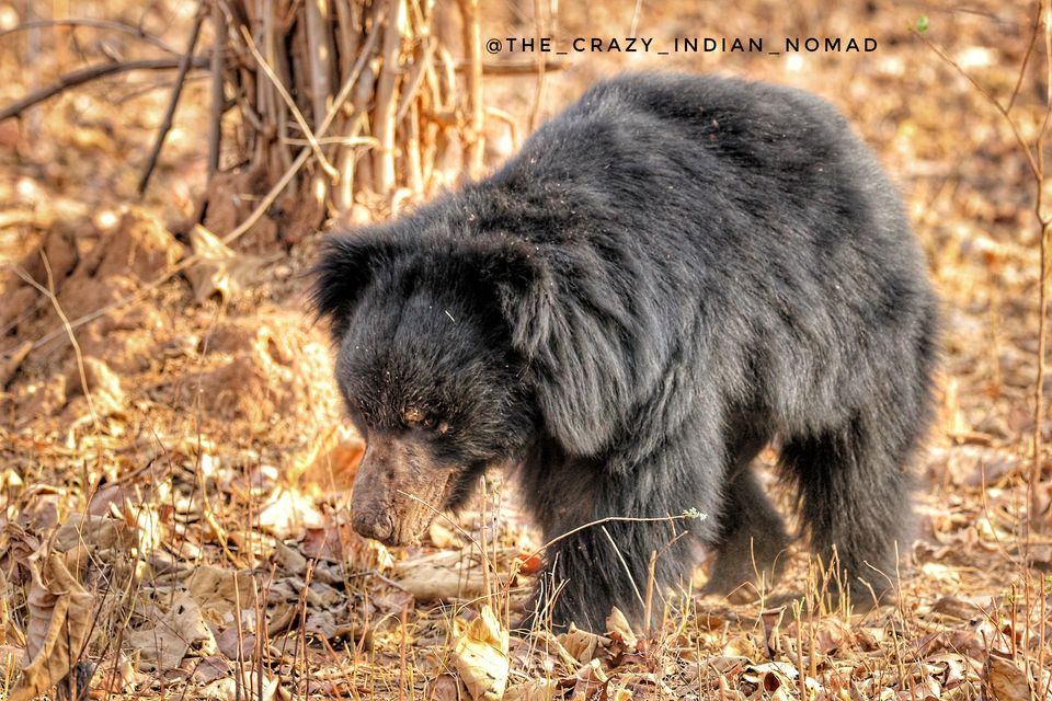 Photo of 4 Night 5 Day itinerary - Pench & Tadoba National park. by TheCrazyIndianNomad