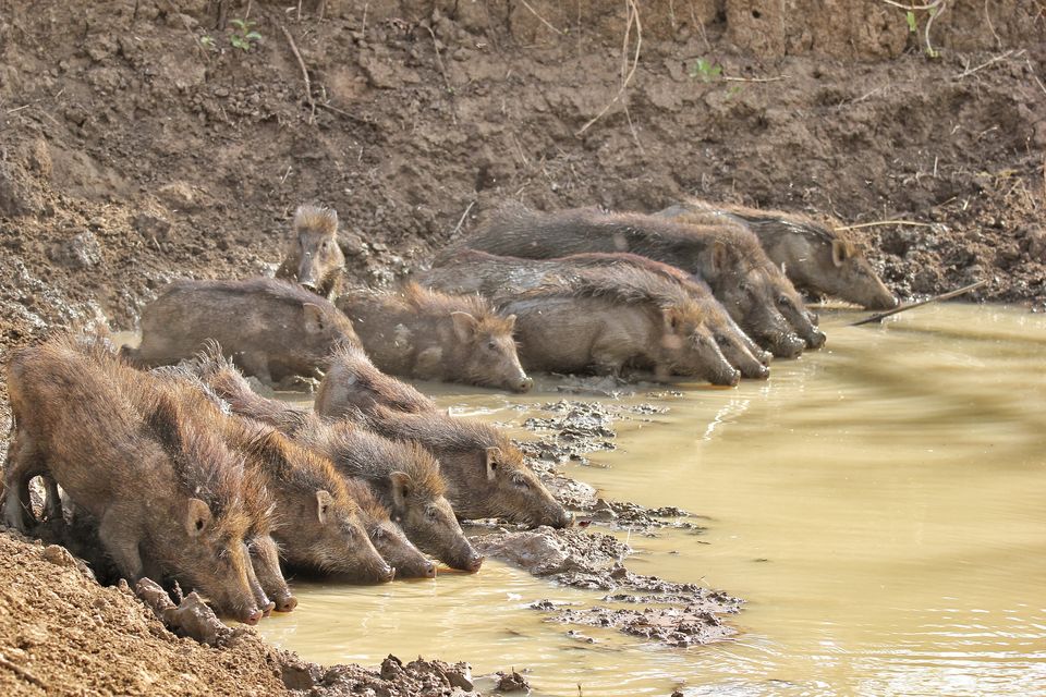 Photo of 4 Night 5 Day itinerary - Pench & Tadoba National park. by TheCrazyIndianNomad