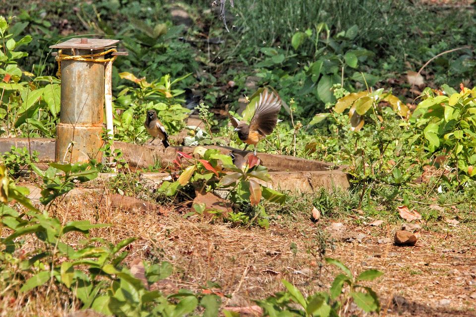 Photo of 4 Night 5 Day itinerary - Pench & Tadoba National park. by TheCrazyIndianNomad