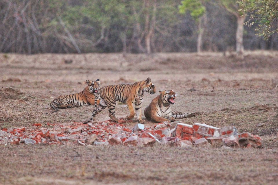 Photo of 4 Night 5 Day itinerary - Pench & Tadoba National park. by TheCrazyIndianNomad