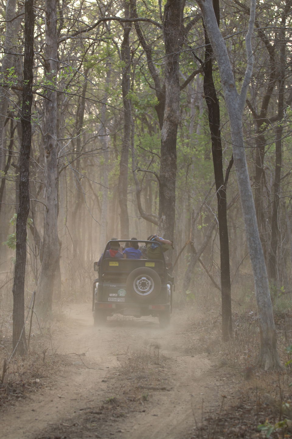Photo of 4 Night 5 Day itinerary - Pench & Tadoba National park. by TheCrazyIndianNomad