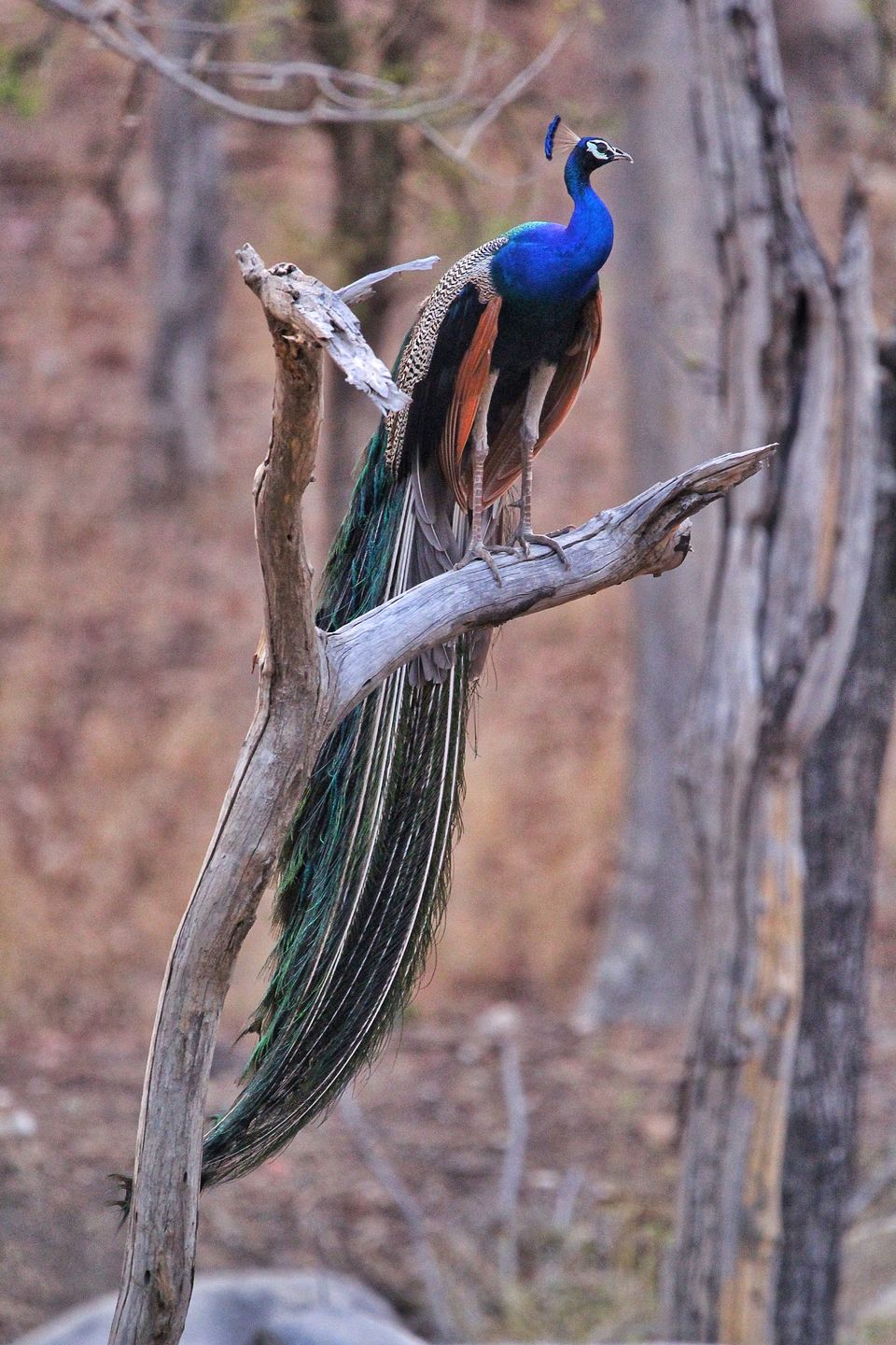Photo of 4 Night 5 Day itinerary - Pench & Tadoba National park. by TheCrazyIndianNomad