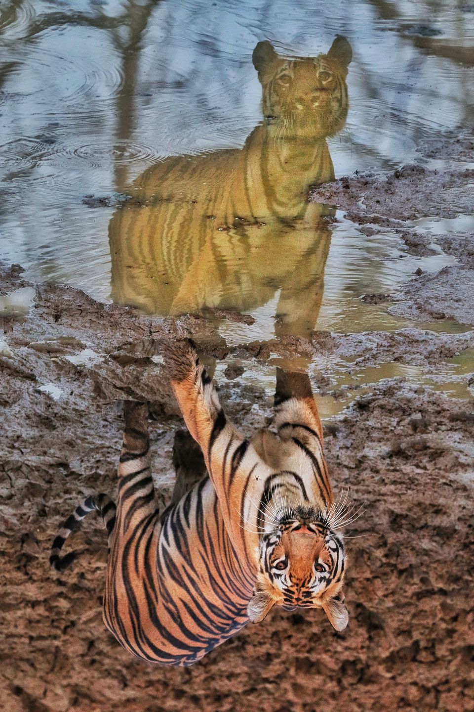Photo of 4 Night 5 Day itinerary - Pench & Tadoba National park. by TheCrazyIndianNomad