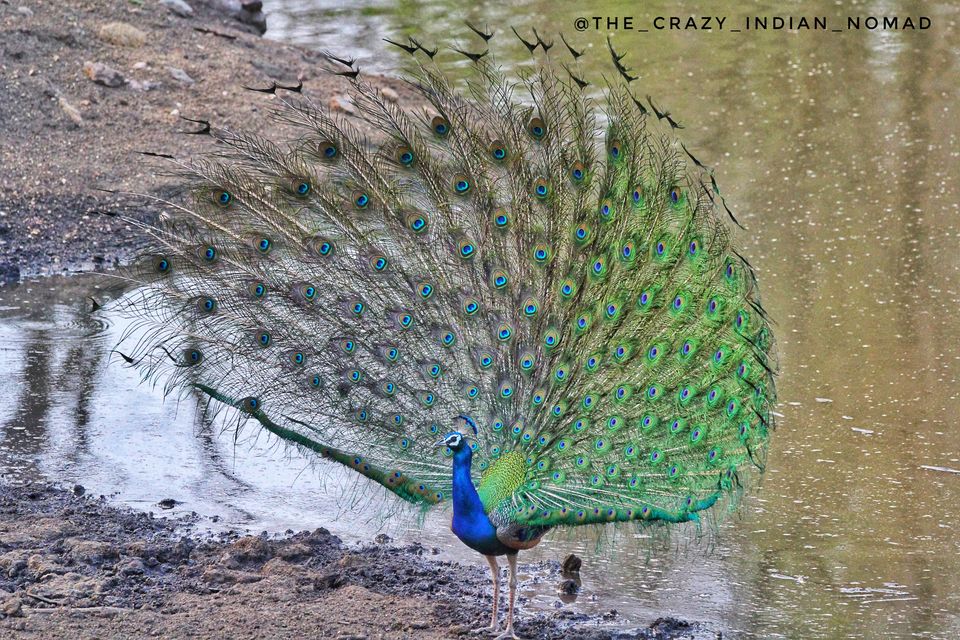 Photo of 4 Night 5 Day itinerary - Pench & Tadoba National park. by TheCrazyIndianNomad