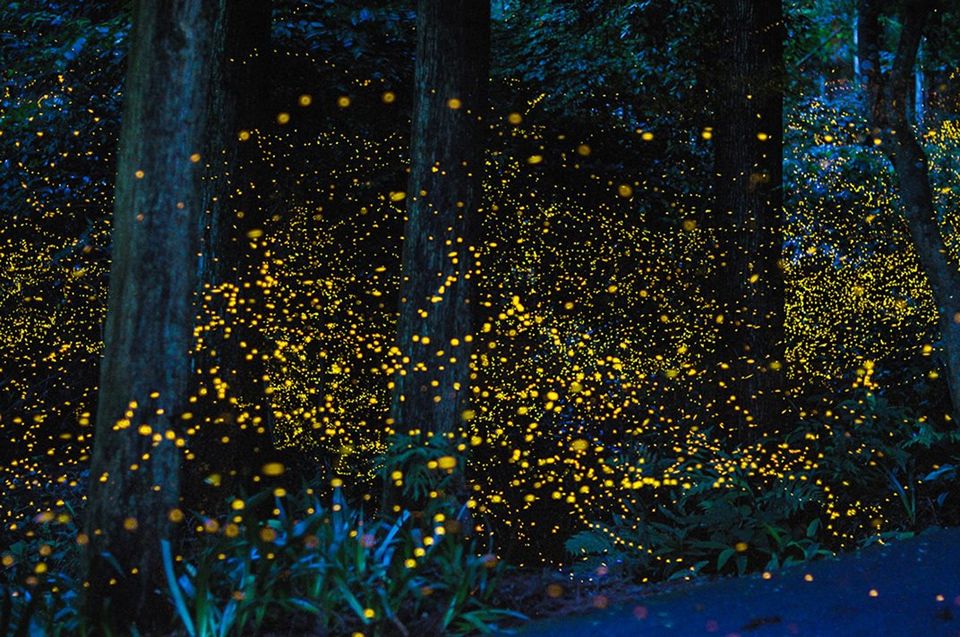 Photo of Only a Few Hours from Pune, You Can Witness the Magic of Fireflies at These Places by TheCrazyIndianNomad