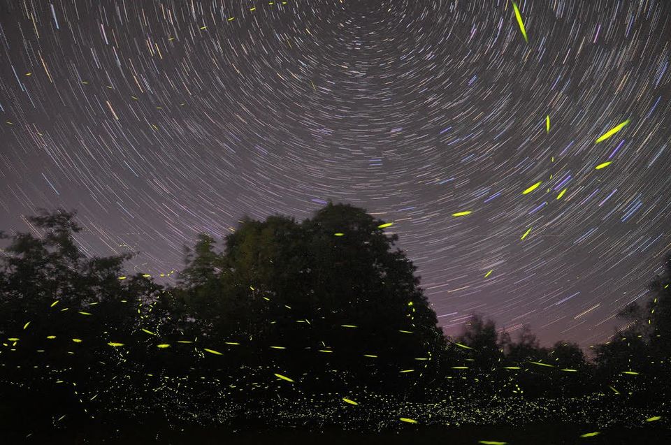 Photo of Only a Few Hours from Pune, You Can Witness the Magic of Fireflies at These Places by TheCrazyIndianNomad