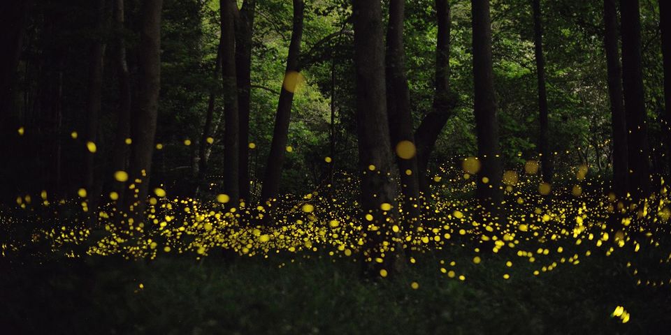 Photo of Only a Few Hours from Pune, You Can Witness the Magic of Fireflies at These Places by TheCrazyIndianNomad